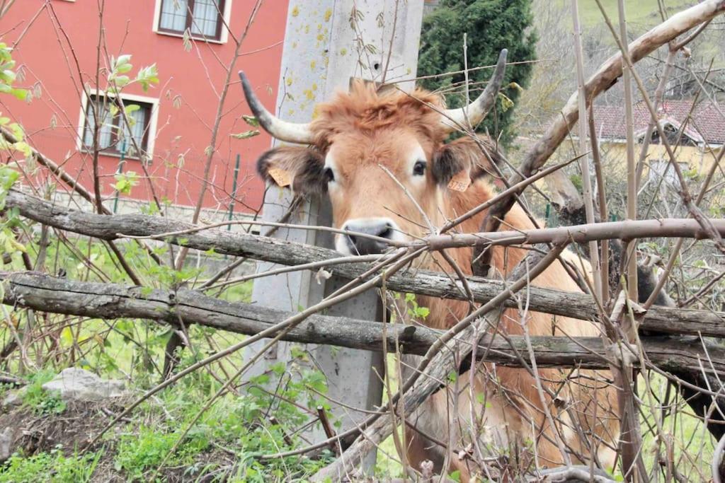Apartamento El Picu Collanzo Zewnętrze zdjęcie